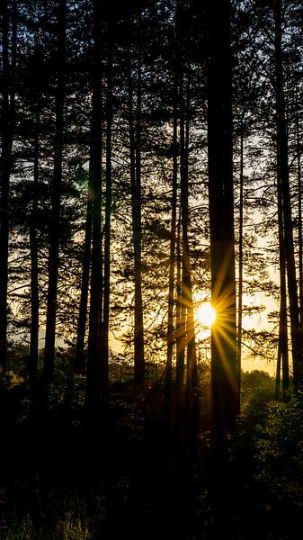 Zonsondergang in de bossen van Pirin in Bulgarije van Jessica Lokker