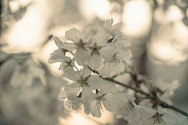 flowers part 471 by Tania Perneel