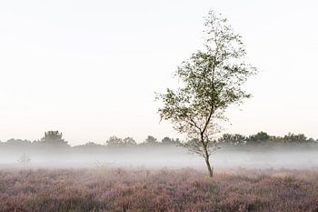 Morning calm on the heath