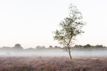 Ochtendrust op de heide van Olaf Karwisch