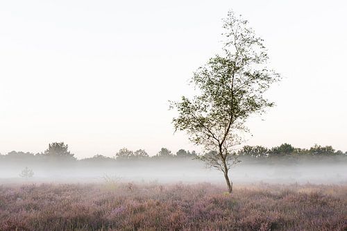 Ochtendrust op de heide
