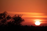 Lever de soleil sur le parc national Kruger
