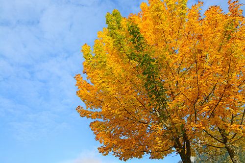 Levendige herfstkleur van een esdoorn