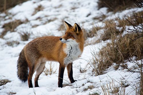 Vos in de sneeuw