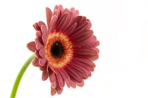 Gerbera, violet
