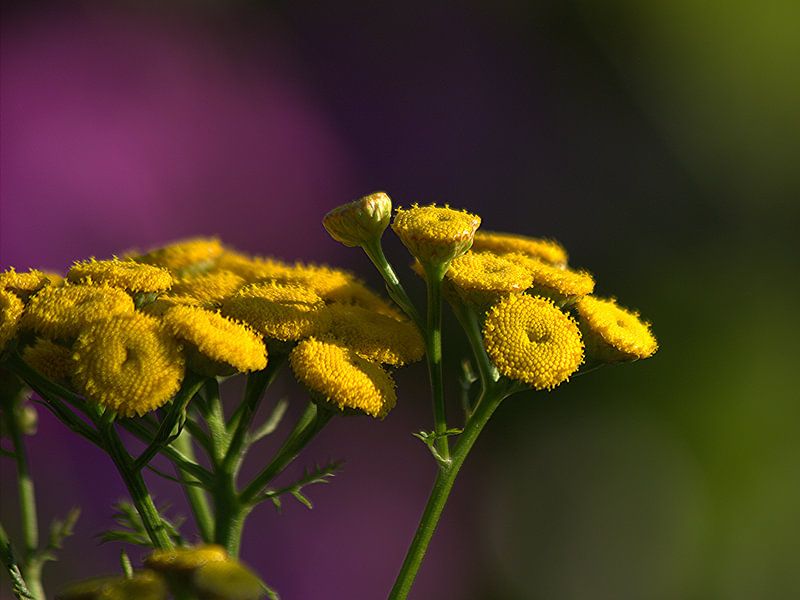Sommer im Garten. Die gelbe Blume nimmt das Sonnenlicht auf. von Anke Winters