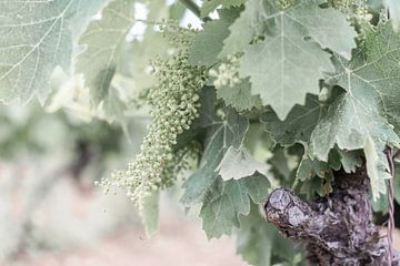 Wijnranken in de Provence van DsDuppenPhotography