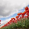 Tulpen in de Noordoostpolder van Corine Maas