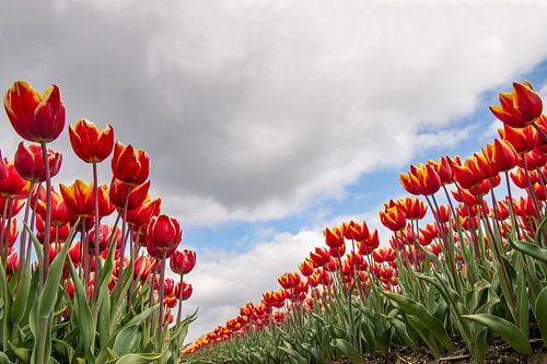 Tulpen in de Noordoostpolder