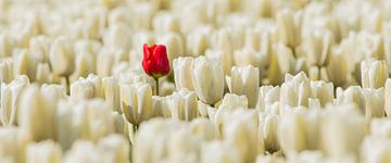 Rode eenzame tulp
