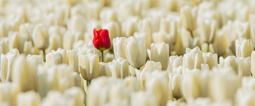 Rode eenzame tulp van Gert Hilbink