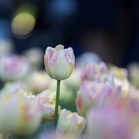 tulpen in pasteltint 4 van de buurtfotograaf Leontien