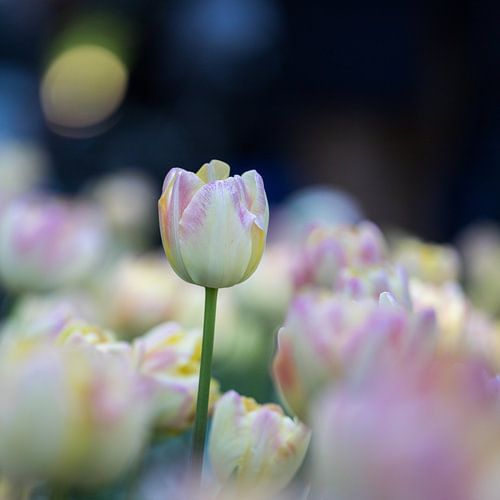tulipes en teinte pastel 4