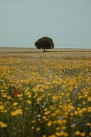 Eenzame schotse boom in veld vol wilde bloemen