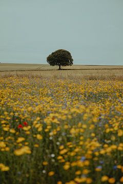Eenzame schotse boom in veld vol wilde bloemen van Joyce van Doorn