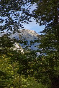 Les montagnes du Triglav à travers les arbres