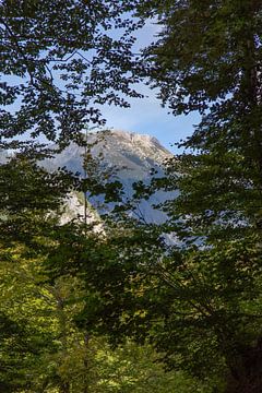 Triglav-Gebirge durch die Bäume