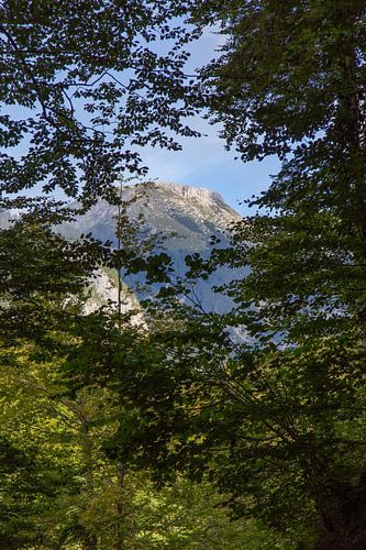 Les montagnes du Triglav à travers les arbres