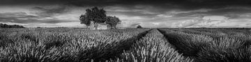 Lavendelveld in de Provence, Frankrijk. Zwart-wit beeld. van Manfred Voss, Schwarz-weiss Fotografie