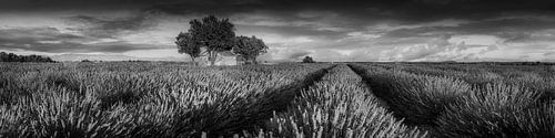 Lavendelveld in de Provence, Frankrijk. Zwart-wit beeld.