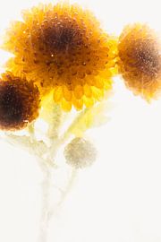 Yellow chrysanthemum in ice 3 by Marc Heiligenstein