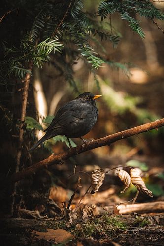 Dikke merel op een tak in een donkere mood