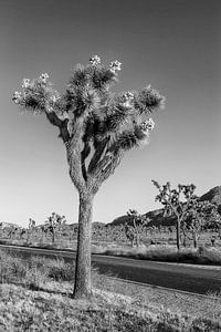 Park Boulevard, Joshua Tree National Park
