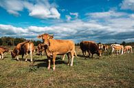 Nederlandse koeien in de wei van Jordi Sloots thumbnail