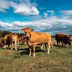 Niederländische Kühe auf der Wiese von Jordi Sloots