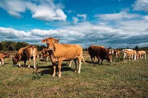Nederlandse koeien in de wei van Jordi Sloots