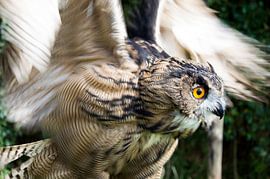 De grote Oehoe by Lennart Stolte