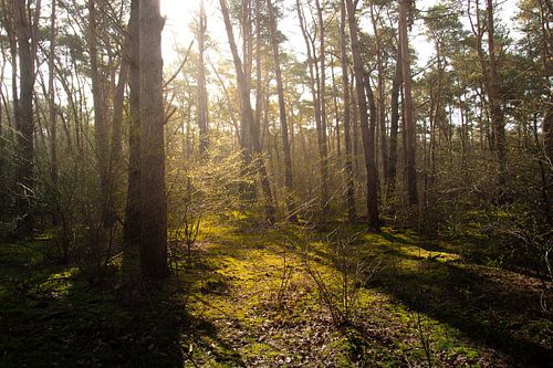 Prille lente in het bos