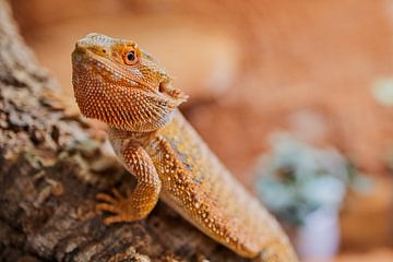 Bearded dragon in the terrarium by C. Nass