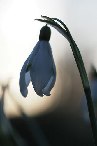 Sneeuwklokje met zonsondergang