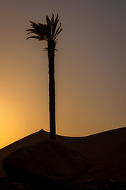 A palm tree against the backdrop of an atmospheric sunset by Harald Bader Photography