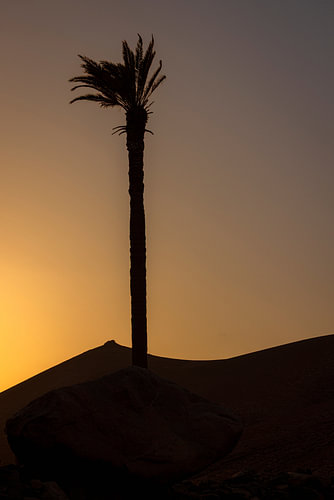 Palme bei einem stimmungsvollen Sonnenuntergang