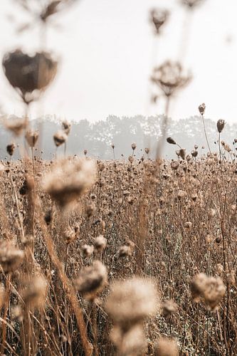 Lichte herfstnevel over verwelkte bloemen