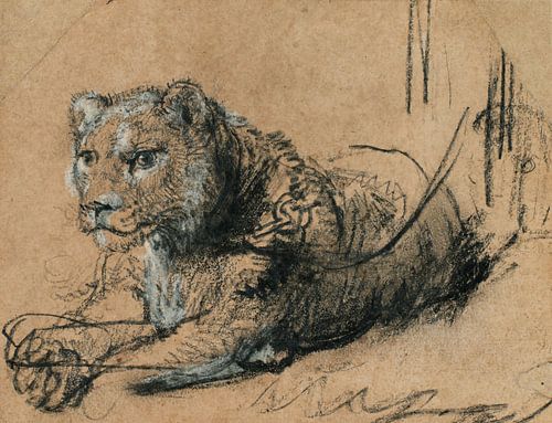 Ruhender junger Löwe, Rembrandt Harmensz. van Rijn