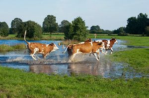 Blije koeien met lentekriebels van Wim van der Ende