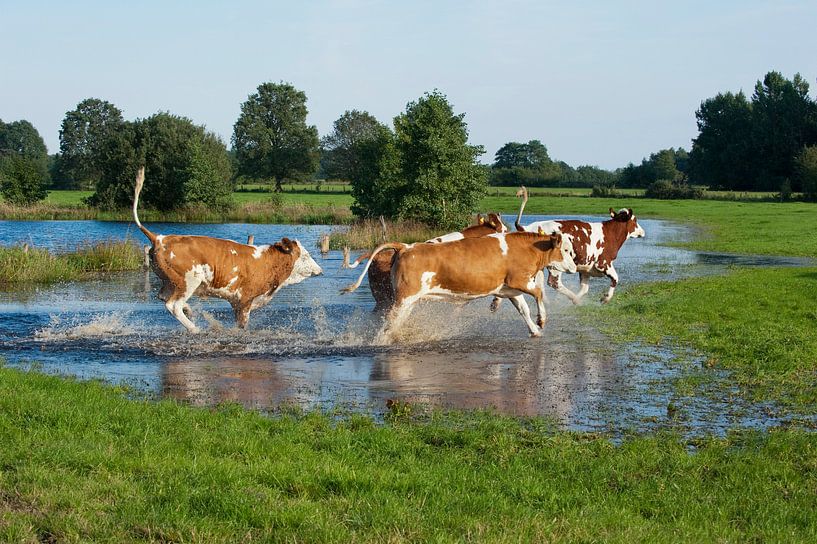 Des vaches heureuses avec la fièvre du printemps par Wim van der Ende