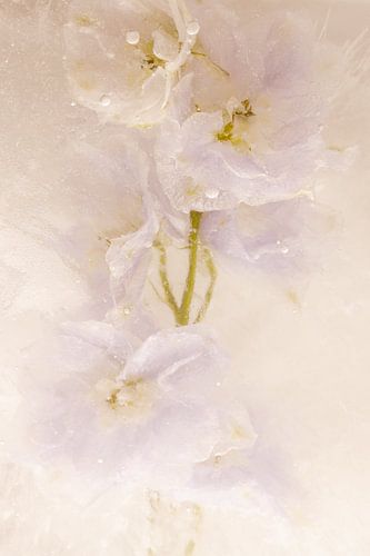 Pied d'alouette dans la glace 2