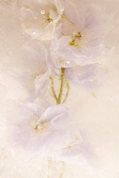 Delphinium in ice 2 by Marc Heiligenstein