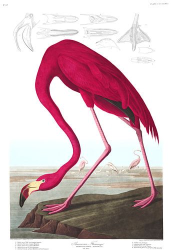 American Flamingo op wit, met legenda