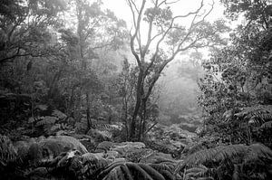 Regenwald auf der Insel Hawaii