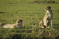 auf der Suche nach Beute