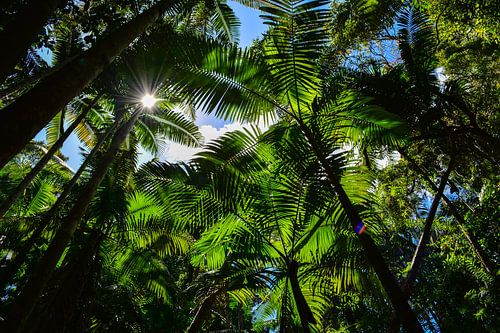 Welcome to the Jungle