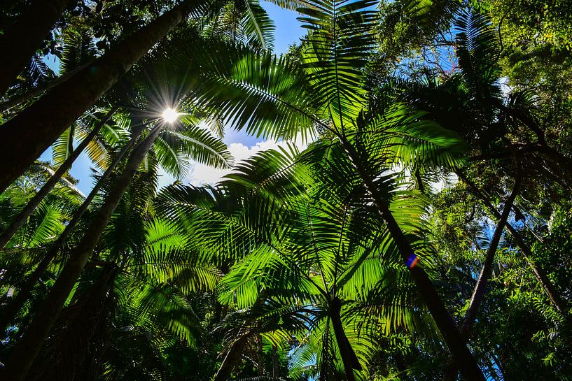 Welkom in de Jungle par Victor Droogh