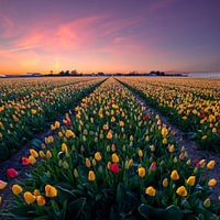 Flower Bulb region