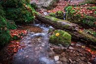 L'automne dans la forêt par Hannes Cmarits Aperçu