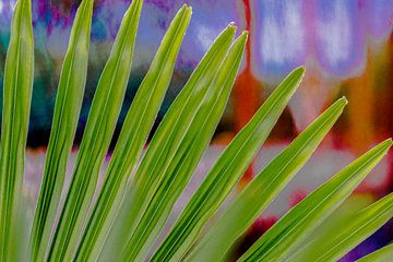 Palmblad tegen schilderachtige achtergrond by Peters Foto Nieuws l Beelderiseren